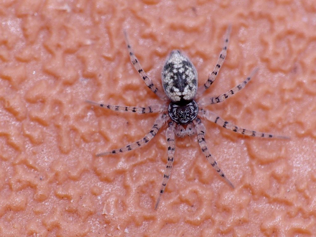 Oecobius maculatus - Ostia Antica